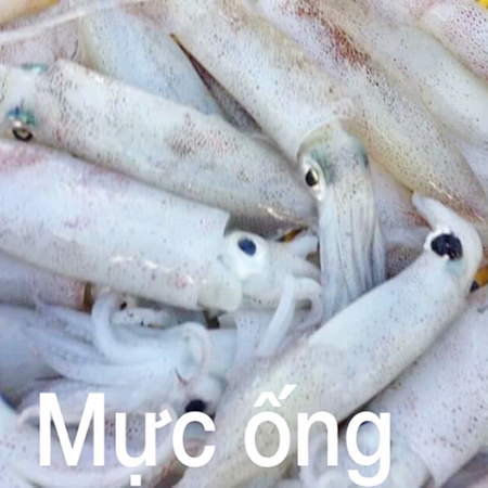 Mực ống