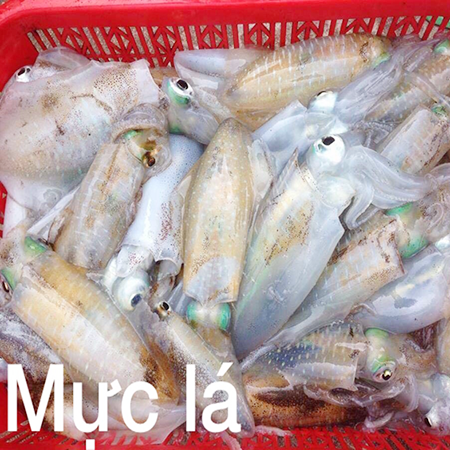 Mực lá